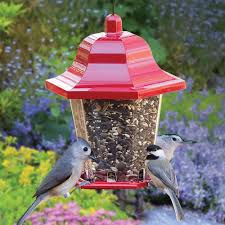 bird seed for your backyard birds