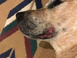 red inflammation around my dogs mouth