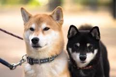 What is the rarest dog breed in Japan?