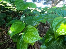 betel leaf piper sarmentosum wild
