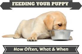 Check spelling or type a new query. How Much To Feed A Lab Puppy Full Labrador Food Chart Feeding Guide
