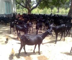 Osmanabadi Goat Breed Information Modern Farming Methods