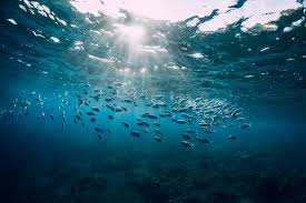 Non è una semplice celebrazione per ricordare al mondo che gli oceani sono una componente principale ed essenziale di questo nostro pianeta terra. Dg Dgquafxiofm