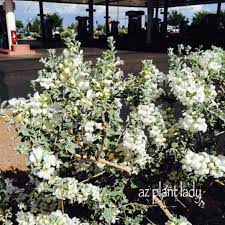 Again, no idea what this bush is called. White Flowering Plants For The Southwest Landscape