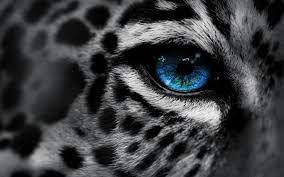 snow leopard hd wallpapers and backgrounds