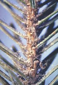 spider mites pestcontrolsupplies com