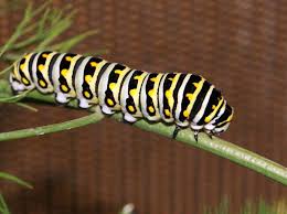 look out for black swallowtail larvae