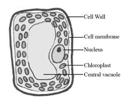 draw three types of cells cheek cell