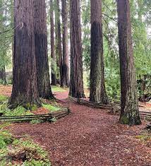 california native plants