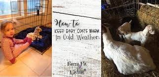 baby goats warm in cold weather