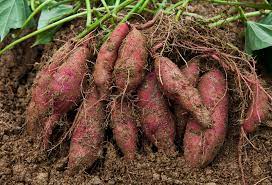 sweet potato time has come red wagon