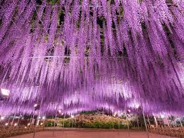 Beautiful Spring Flowers In Tokyo