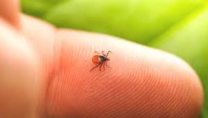 how to remove a tick head that breaks