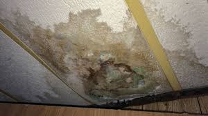 mold to look out for after water damage