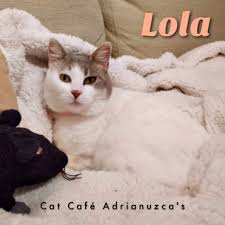 Adrianuzca's CAT CAFÉ - Home | Facebook