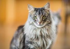 17 most expensive cat breeds the
