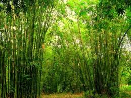 Istilah pring sedapur berasal dari bahasa jawa, yaitu pring berarti bambu dan sedapur berarti serumpun. Bab Ii Batik Pring Sedapur Magetan Ii 1 Batik Pdf Free Download