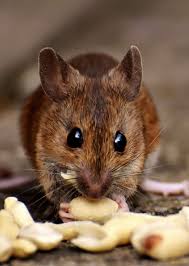 Pepper, cloves, and cayenne pepper give out a strong, unpleasant, spicy odor, making them the best natural mouse repellents. Best Mouse Repellent For Homes How I Get Rid Of