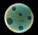  สารสำคัญที่ฆ่าเชื้อแบคทีเรียดิฉันอยากทราบว่านอกจาก xanthones, curcumin และ asiaticoside แล้ว มีสารกลุ่มไหนที่ฆ่าแบคทีเรียที่ผิวหนัง เช่น S. aureus หรือพวกเชื้อดื้อยา เช่น VRE (Vancomycin Resistant Enterococcus) หรือ MRSA (Methicilin Resistant Staphylococ