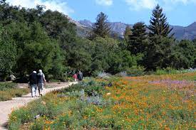 santa barbara botanic garden visit