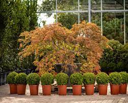 The real takeaway here is to find something that you can use regularly each and every. Acer Palmatum Dissectum Viridis Pavilion Specimen Plants