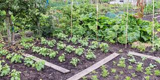 The Top 4 Vegetable Garden Layout Ideas