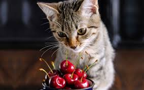 Here is a list of common safe and toxic foods that will give you the basic fruits with seeds (apples, apricots, pears, grapes, cherry) can be extremely dangerous for your cat. Should You Give Your Cat Cherries To Eat Proof Study