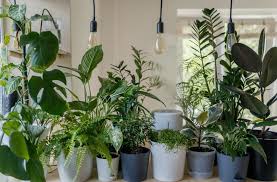 Indoor Plants Get Enough Natural Light