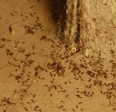 Ants In The Basement
