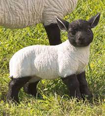 plow hearth standing lamb suffolk sheep