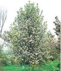 whitebeam tree available from hyland s