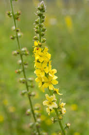 Aigremoine (Agrimonia eupatoria) | Creapharma