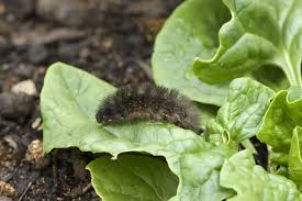 insect pests of vegetables