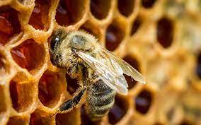 yellow honeybee macro honey bee in a