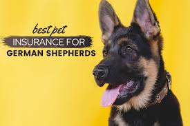 Finding cheap pet insurance for dogs isn't too difficult, but you'll need to check the policy carefully. Best Pet Insurance For German Shepherds Do Gsds Need It Canine Bible