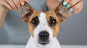 ear mites in dogs causes treatments