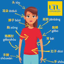 Download all + answer keys view all. 72 Body Parts In Chinese From Head To Toe Definitive Guide