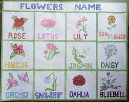 flowers chart ddrawing
