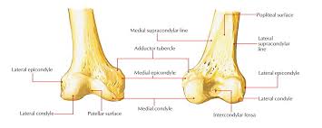 Medial epicondyle of the humerus (ventral epicondyle in birds) latin ligamentum collaterale tibiale … wikipedia. Easy Notes On Medial Condyle Learn In Just 4 Minutes Earth S Lab