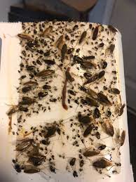 german roach pest control pests