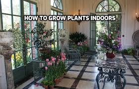 Indoor Gardening Ideas In India A