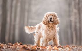 Cocker Spaniel Dog Breed Information Complete Guide