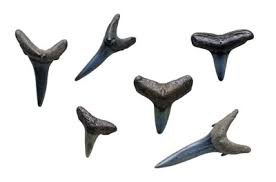 Shark Teeth Facts Whats So Special About A Sharks Tooth