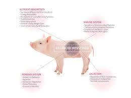 a healthy pig gut stimulates healthy