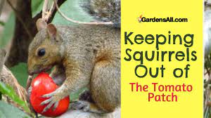 keeping squirrels out of the tomato