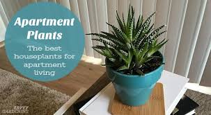 apartment plants 15 of the best