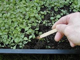 How To Sow Seeds In 10 Easy Steps With