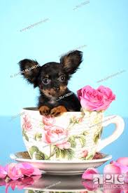 russian toy terrier dog puppy in a