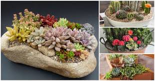 Amazing Diy Cactus And Succulent Dish