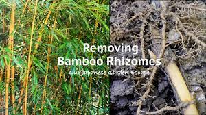 running bamboo growth
